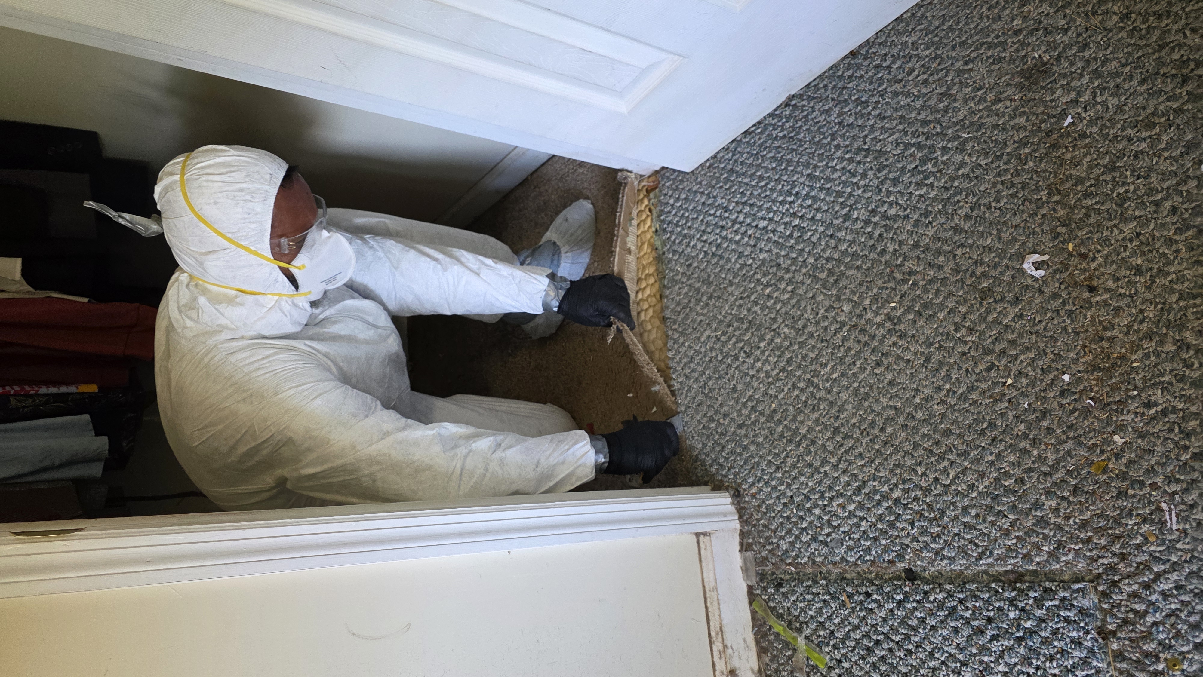 Removing contaminated carpet during a hoarding cleanup in Georgia